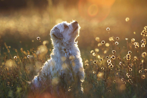 Neugieriger Hund, Tierfotografie Brandenburg